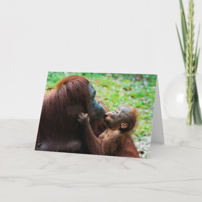 Cartão Mãe de Orangutan com bebê (Frente)