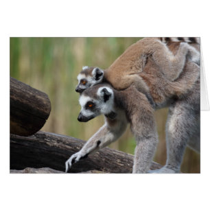 Cartão Mãe E Bebê De Lemur De Ala