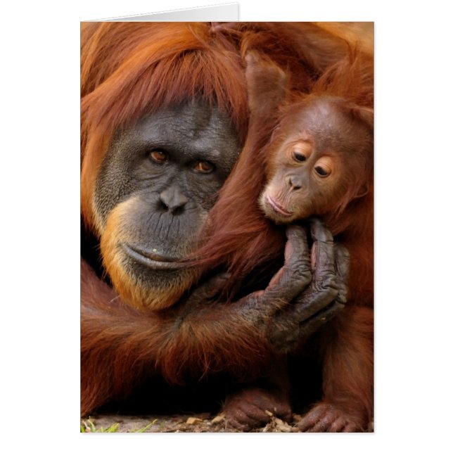 Cartão Mãe e Bebê Orangutan (Frente)