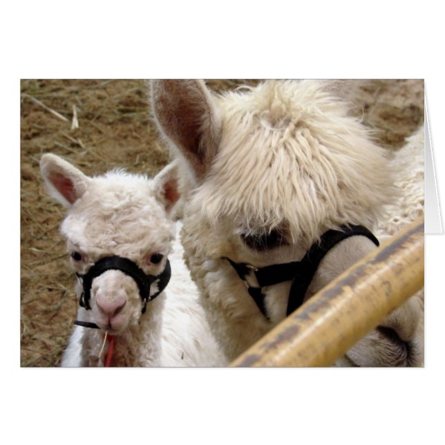 Cartão Mãe e Cria (Frente Horizontal)