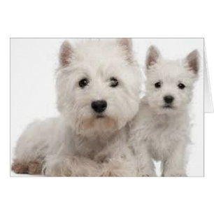 Cartão Mãe e filhote de cachorro de Westie