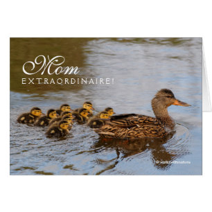 Cartão Mãe Extraordinária: Um Grande Mallard Hen