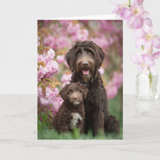Cartão Mãe Labradoodle Dia das Mães Amor