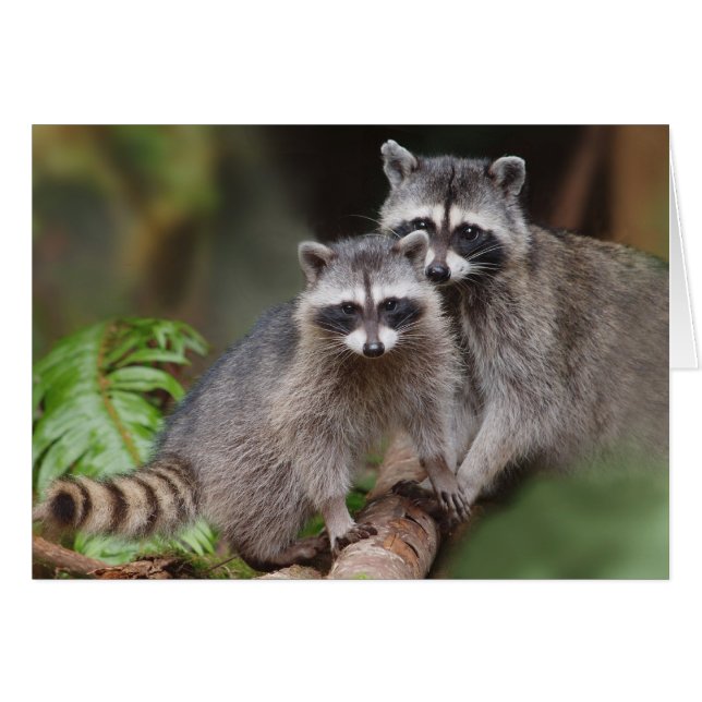 Cartão Mãe Raccoon com Youngster (Perdedor Procyon) (Frente Horizontal)