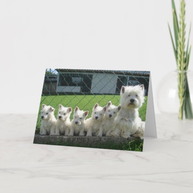 Cartão Mãe Westie e Filhotes (Frente)