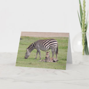 Cartão Mãe Zebra com Colt Recém-nascido