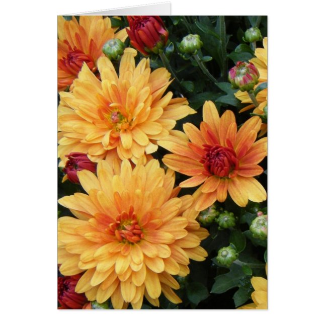 Cartão "Mães " (Frente)