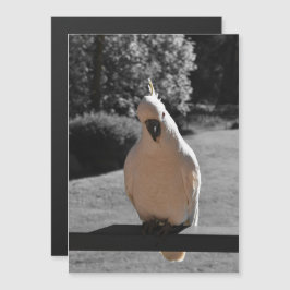 Cartão Magnético de Cacatua Curiosa com Crista de