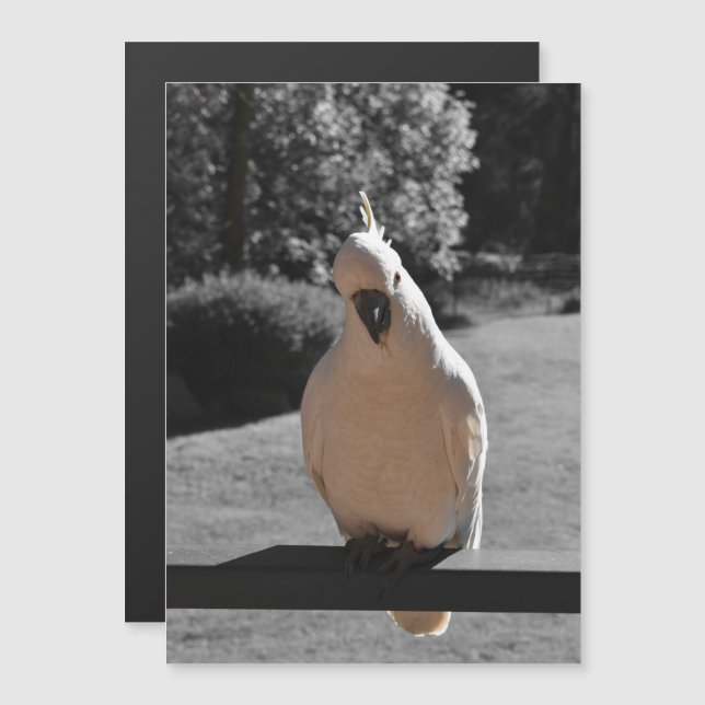 Cartão Magnético de Cacatua Curiosa com Crista de  (Frente/Verso)