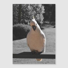 Cartão Magnético de Cacatua Curiosa com Crista de
