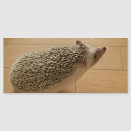 Cartão Magnético Hedgehog