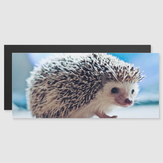 Cartão Magnético Hedgehog (Frente/Verso)