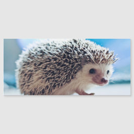 Cartão Magnético Hedgehog