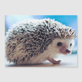 Cartão Magnético Hedgehog