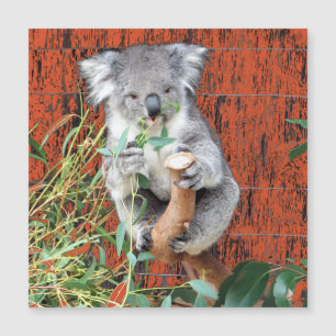 Cartão Magnético Koala Snack Time
