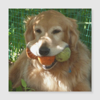 Cartão Magnético Retriever Dourado & Bolas de Têni