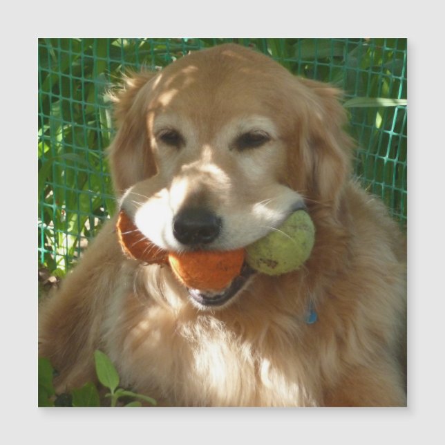 Cartão Magnético Retriever Dourado & Bolas de Têni (Frente)