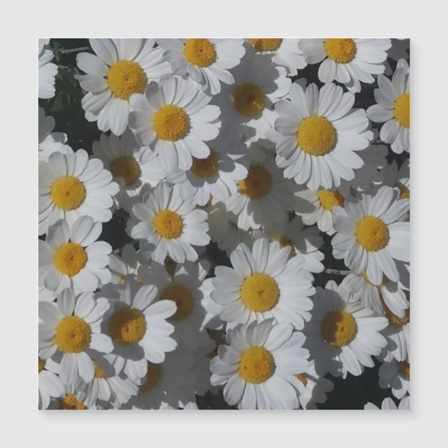 Cartão Magnético White Daisies (Frente)