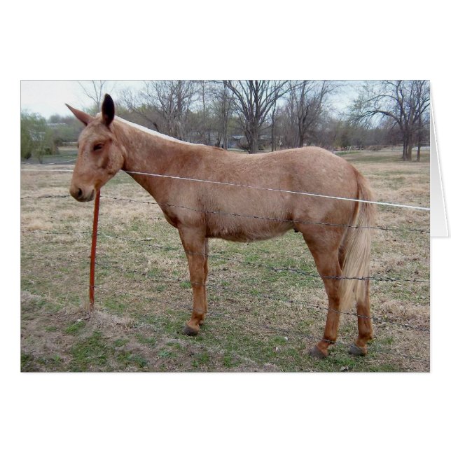 Cartão Magnífico Mule! (Frente Horizontal)