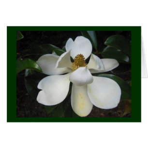 Cartão Magnólia Blossom.jpg