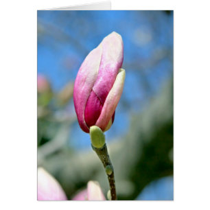 Cartão Magnolia Bud