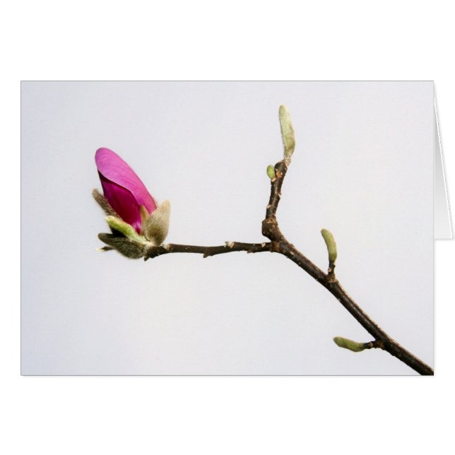 Cartão "magnolia bud" por Larry Coressel (Frente Horizontal)