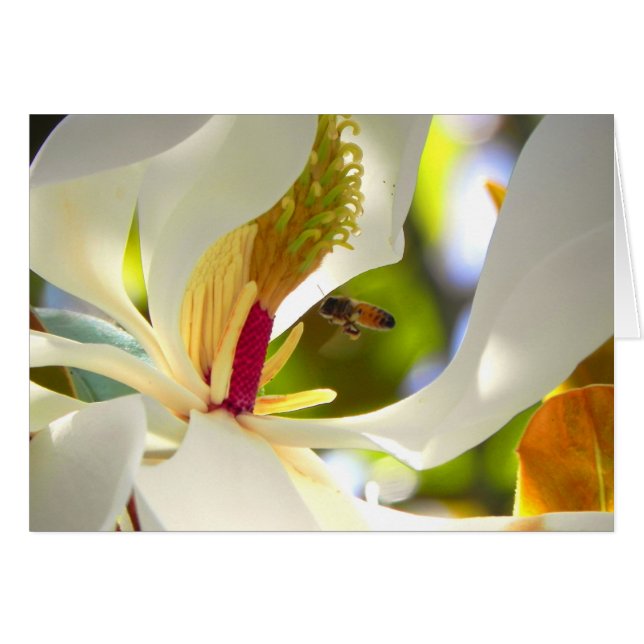 Cartão Magnolia e Honey Bee Card (Frente Horizontal)