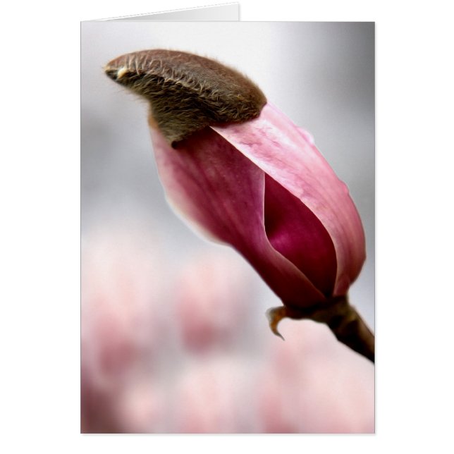 Cartão Magnolia em Capa (Frente)