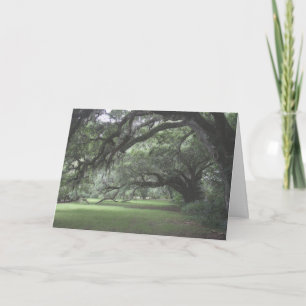 Cartão Magnolia Gardens Live Oak Trees em Branco