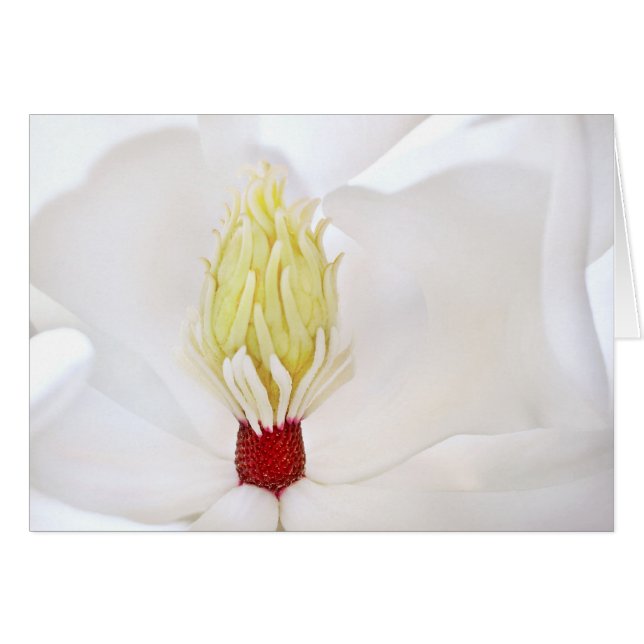Cartão Magnólia Grandiflora (Frente Horizontal)