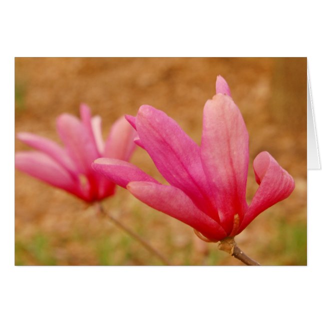 Cartão Magnolia Japonesa (Frente Horizontal)