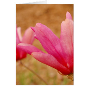 Cartão Magnolia Japonesa