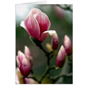 Cartão Magnolia Primavera