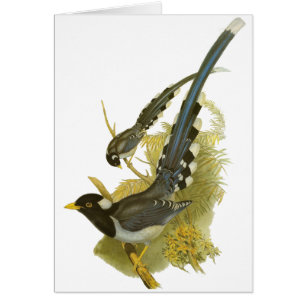 Cartão Magpie azul Amarelo-faturado