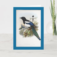 Magpie de Gould - de Bootan
