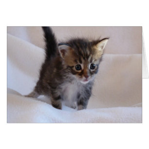 Cartão Maine Coon Kitten