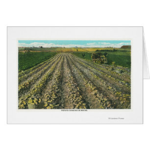 Cartão MaineView de uma Fazenda de Batata no Maine