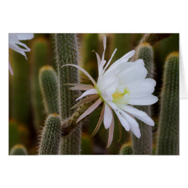 Cartão Maio no jardim