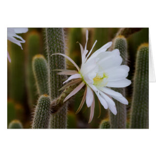 Cartão Maio no jardim