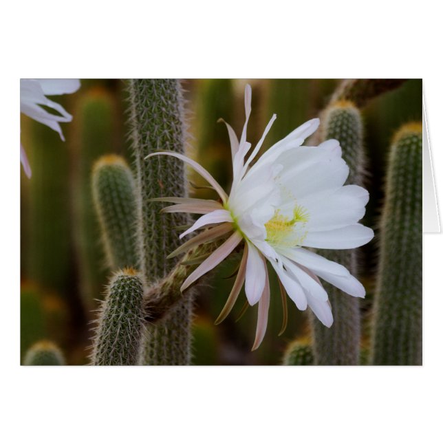 Cartão Maio no jardim (Frente Horizontal)