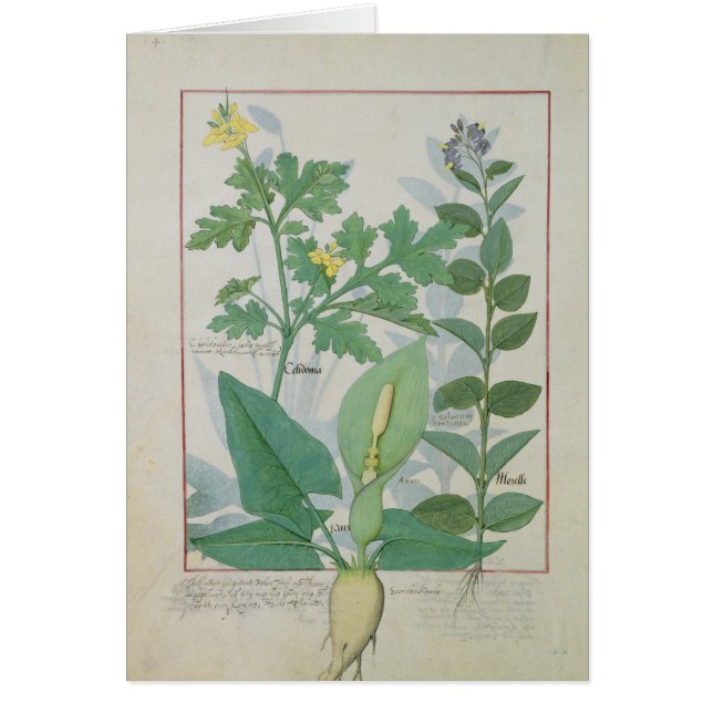 Cartão Maior Celandine ou papoila (Frente)