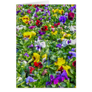 Cartão Mais painéis