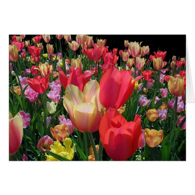 Cartão Mais Tulipas (Frente Horizontal)