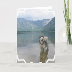 Cartão Malamute Dog Greeting Card