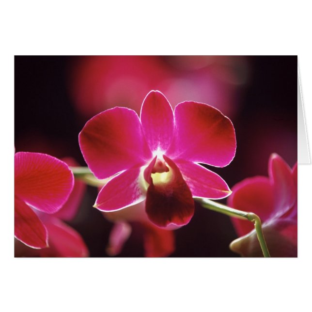 Cartão Malásia, Orquídea (Frente Horizontal)