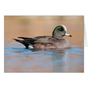 Cartão Male American Wigeon