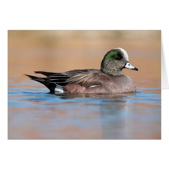 Cartão Male American Wigeon (Frente Horizontal)