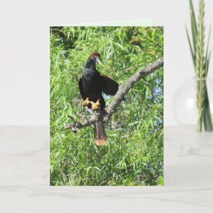 Cartão Male Anhinga (também conhecido por Cobra Bird) Fol