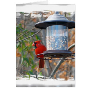 Cartão Male Cardinal