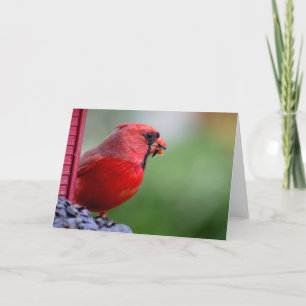 Cartão male cardinal at feeder in the Spring